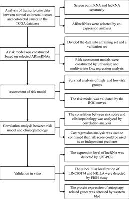 A Novel Prognostic Prediction Model for Colorectal Cancer Based on Nine Autophagy-Related Long Noncoding RNAs